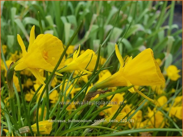 Narcissus bulbocodium &#39;Golden Bells&#39; | Hoepelroknarcis, Narcis | Reifrock-Narzisse
