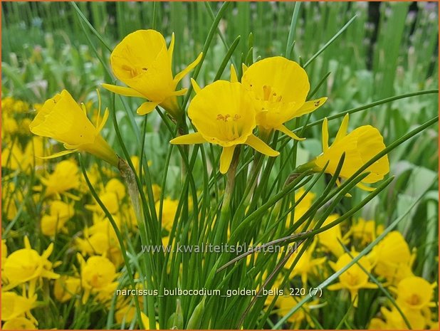 Narcissus bulbocodium 'Golden Bells' | Hoepelroknarcis, Narcis | Reifrock-Narzisse