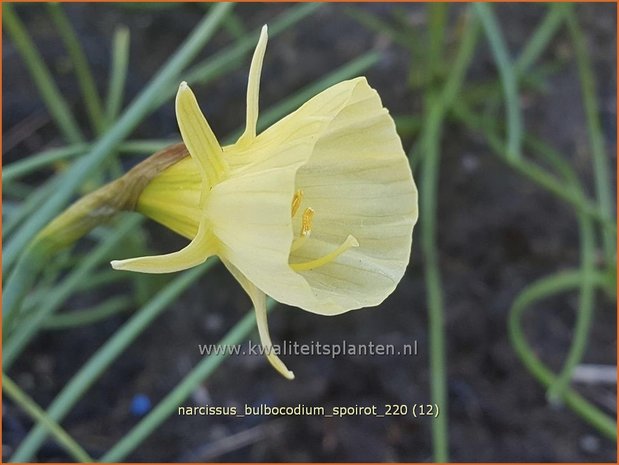 Narcissus bulbocodium &#39;Spoirot&#39; | Hoepelroknarcis, Narcis | Reifrock-Narzisse