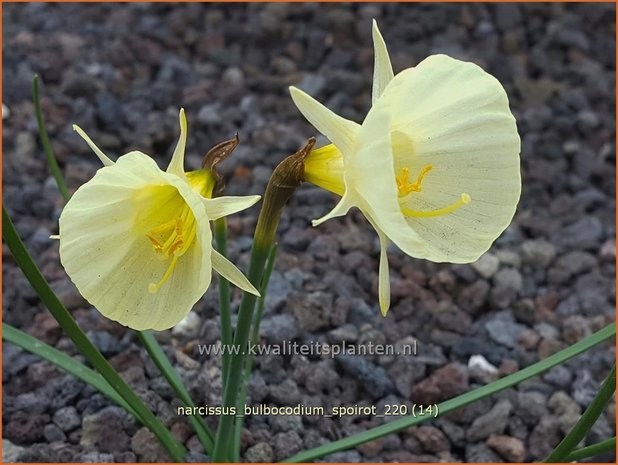 Narcissus bulbocodium 'Spoirot' | Hoepelroknarcis, Narcis | Reifrock-Narzisse | Hoop-petticoat Daffodil