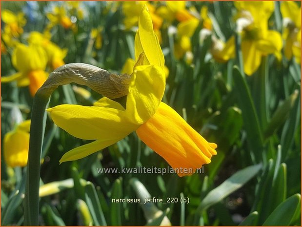 Narcissus &#39;Jetfire&#39; | Narcis | Alpenveilchenartige Narzisse