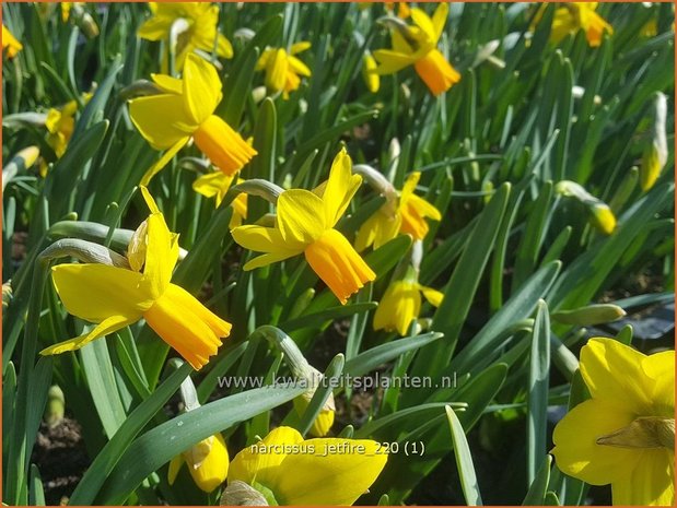 Narcissus 'Jetfire' | Narcis | Alpenveilchenartige Narzisse