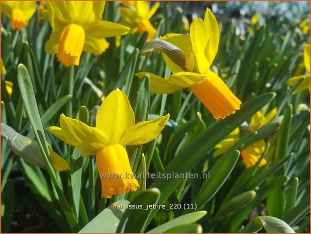Narcissus 'Jetfire' | Narcis | Alpenveilchenartige Narzisse