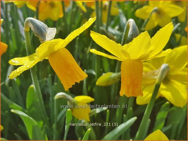 Narcissus 'Jetfire' | Narcis | Alpenveilchenartige Narzisse