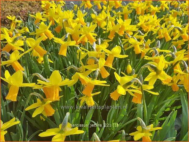 Narcissus 'Jetfire' | Narcis | Alpenveilchenartige Narzisse