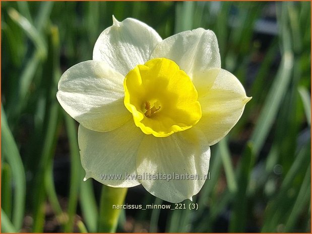 Narcissus 'Minnow' | Narcis | Alpenveilchenartige Narzisse | Daffodil