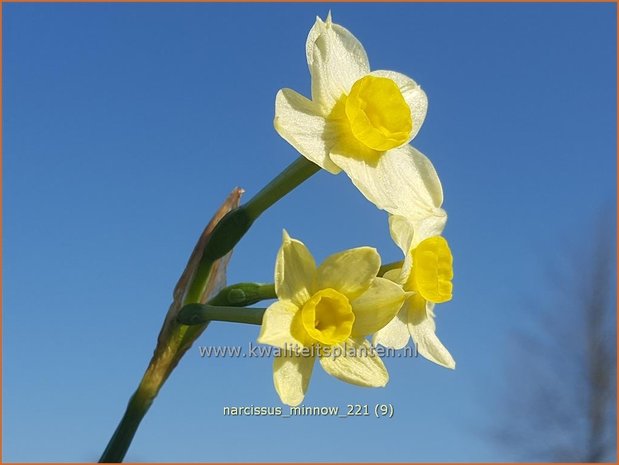 Narcissus 'Minnow' | Narcis | Alpenveilchenartige Narzisse | Daffodil