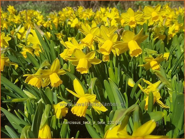 Narcissus 'Tête-à-Tête' | Narcis | Narzisse