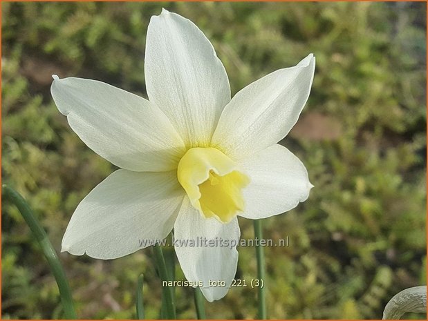 Narcissus &#39;Toto&#39; | Narcis | Narzisse