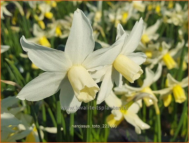 Narcissus &#39;Toto&#39; | Narcis | Narzisse