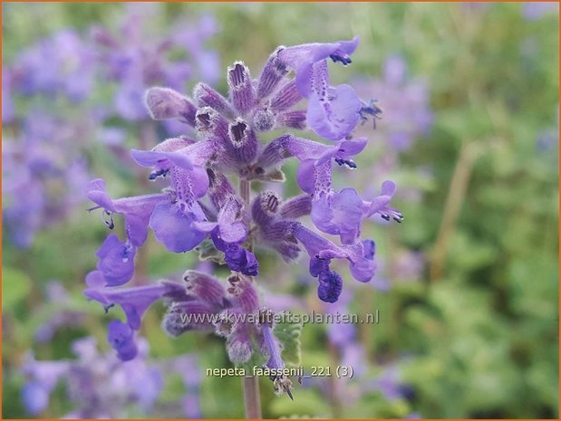 Nepeta faassenii | Grijs kattenkruid, Kattenkruid | Blaue Katzenminze