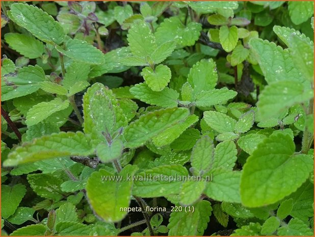 Nepeta &#39;Florina&#39; | Kattenkruid | Katzenminze