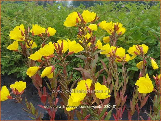 Oenothera fruticosa &#39;Sonnenwende&#39; | Teunisbloem | Strauchige Nachtkerze