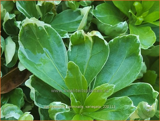 Pachysandra terminalis 'Variegata' | Schaduwkruid, Dikkemanskruid | Endständiger Ysander