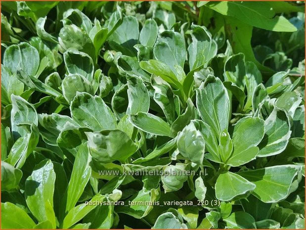 Pachysandra terminalis 'Variegata' | Schaduwkruid, Dikkemanskruid | Endständiger Ysander