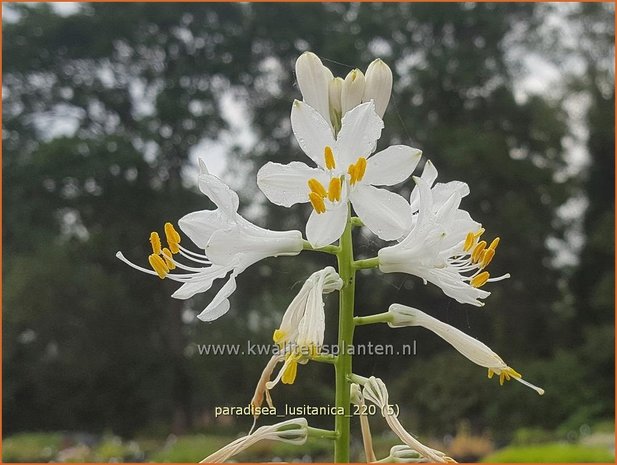 Paradisea lusitanica | Paradijslelie | Iberische Paradieslilie