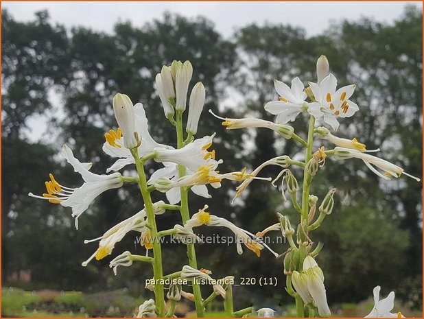 Paradisea lusitanica | Paradijslelie | Iberische Paradieslilie
