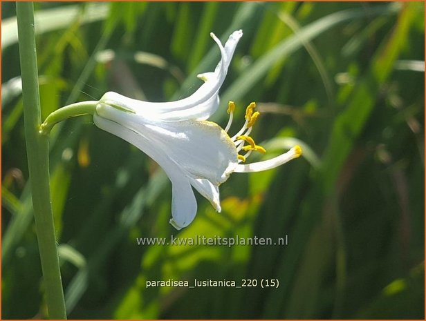 Paradisea lusitanica | Paradijslelie | Iberische Paradieslilie