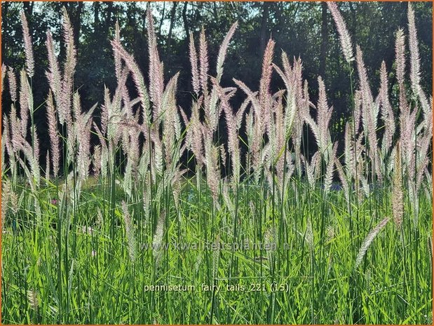 Pennisetum &#39;Fairy Tails&#39; | Lampenpoetsersgras, Borstelveergras | Federborstengras