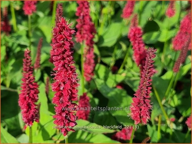 Persicaria amplexicaulis 'Blackfield' | Doorgroeide duizendknoop, Adderwortel, Duizendknoop | Kerzenknöter