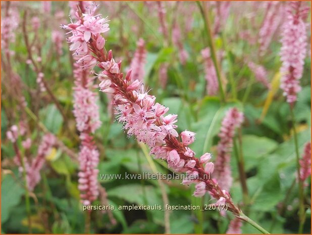 Persicaria amplexicaulis 'Fascination' | Doorgroeide duizendknoop, Adderwortel, Duizendknoop | Kerzenkn&ouml;terich