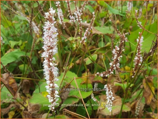 Persicaria amplexicaulis 'Fat White' | Doorgroeide duizendknoop, Adderwortel, Duizendknoop | Kerzenknöterich