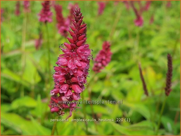 Persicaria amplexicaulis 'Heutinck' | Doorgroeide duizendknoop, Adderwortel, Duizendknoop | Kerzenknöterich