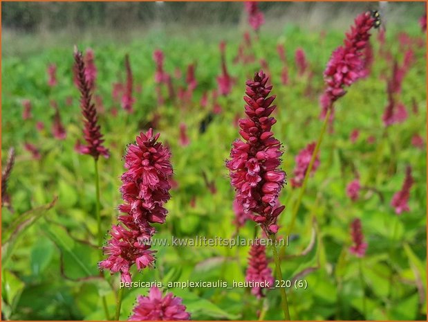 Persicaria amplexicaulis 'Heutinck' | Doorgroeide duizendknoop, Adderwortel, Duizendknoop | Kerzenknöterich