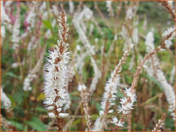 Persicaria amplexicaulis 'White Eastfield' | Doorgroeide duizendknoop, Adderwortel, Duizendknoop | Kerzenknöte