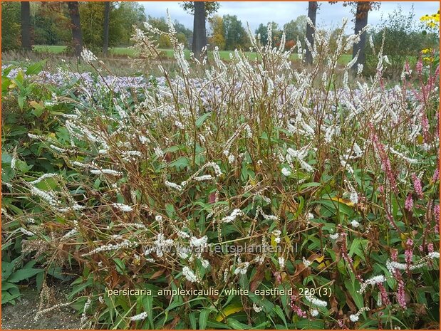 Persicaria amplexicaulis 'White Eastfield' | Doorgroeide duizendknoop, Adderwortel, Duizendknoop | Kerzenknöte