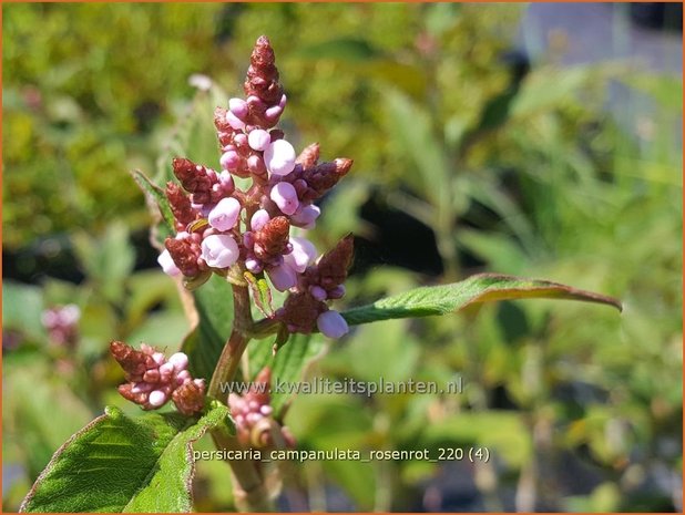 Persicaria campanulata 'Rosenrot'