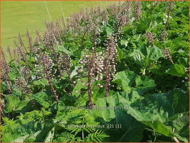 Petasites hybridus | Groot hoefblad, Allemansverdriet, Pestwortel, Hoefblad | Gewöhnliche Pestwurz