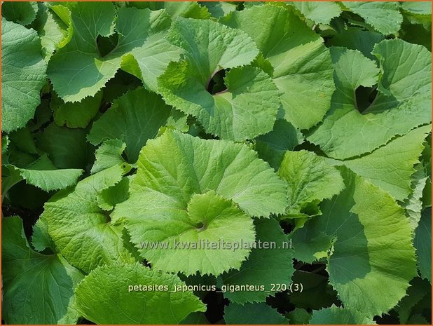 Petasites japonicus 'Giganteus' | Japans hoefblad, Allemansverdriet, Pestwortel, Hoefblad | Japanische Pestwurz