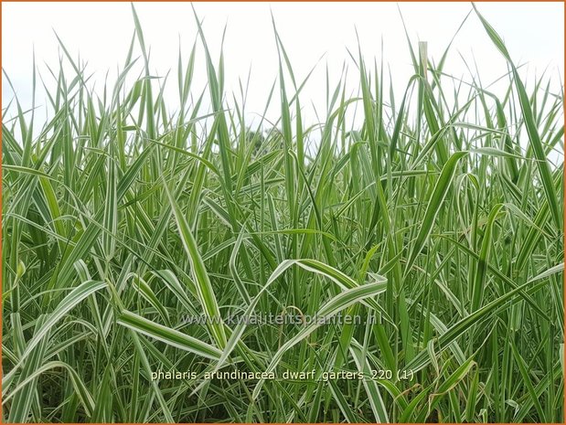 Phalaris arundinacea 'Dwarf Garters' | Rietgras, Kanariegras | Rohrglanzgras