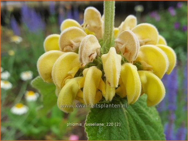 Phlomis russeliana | Brandkruid, Etagebloem, Viltkruid | Syrisches Brandkraut