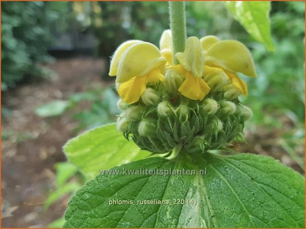 Phlomis russeliana | Brandkruid, Etagebloem, Viltkruid | Syrisches Brandkraut