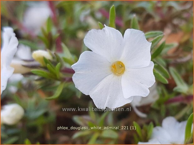 Phlox douglasii 'White Admiral' | Kruipphlox, Vlambloem, Flox, Floks | Polsterphlox | Tufed Phlox