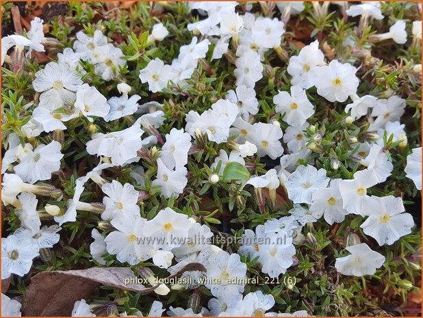 Phlox douglasii 'White Admiral' | Kruipphlox, Vlambloem, Flox, Floks | Polsterphlox | Tufed Phlox