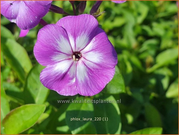 Phlox 'Laura' | Hoge vlambloem, Vlambloem, Flox, Floks | Hohe Flammenblume