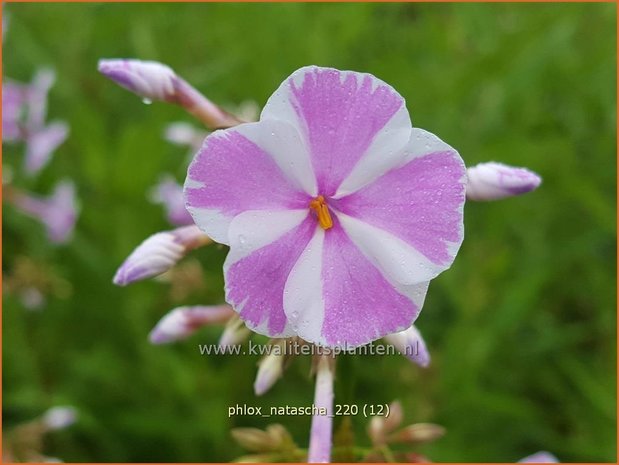 Phlox 'Natascha' | Hoge vlambloem, Vlambloem, Flox, Floks | Hohe Flammenblume