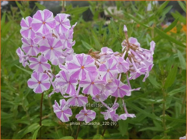 Phlox 'Natascha' | Hoge vlambloem, Vlambloem, Flox, Floks | Hohe Flammenblume