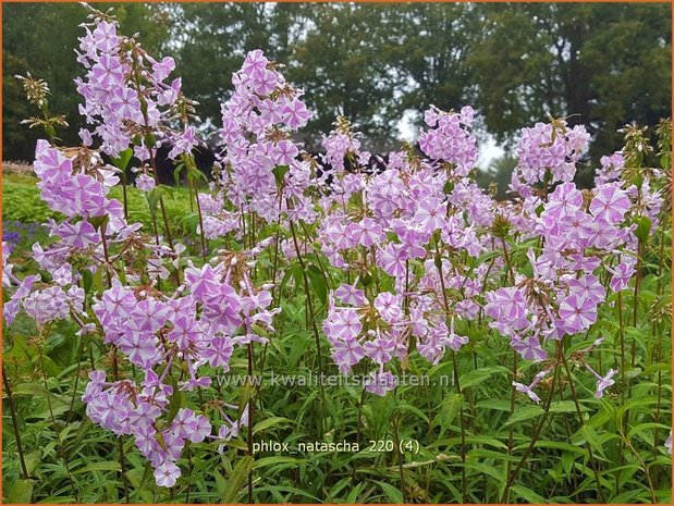 Phlox 'Natascha' | Hoge vlambloem, Vlambloem, Flox, Floks | Hohe Flammenblume