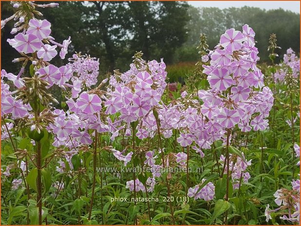 Phlox 'Natascha' | Hoge vlambloem, Vlambloem, Flox, Floks | Hohe Flammenblume