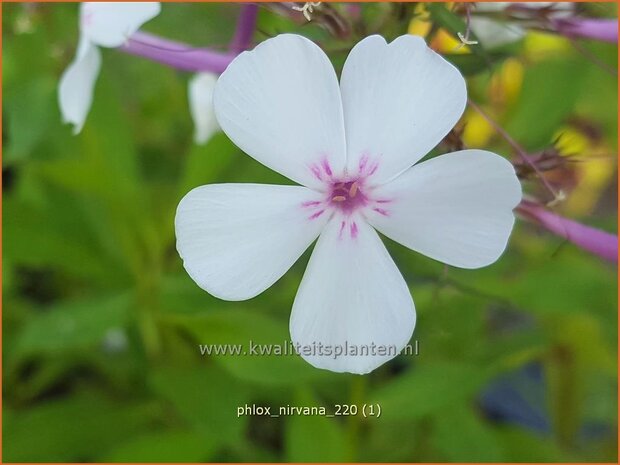 Phlox 'Nirvana' | Hoge vlambloem, Vlambloem, Flox, Floks | Hohe Flammenblume