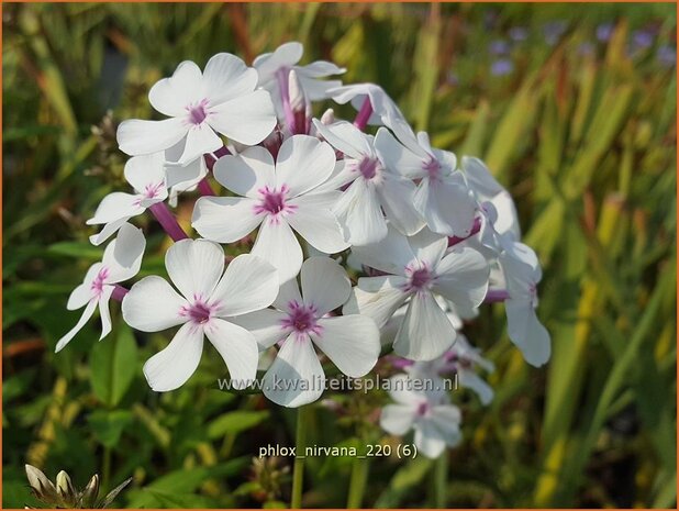 Phlox 'Nirvana' | Hoge vlambloem, Vlambloem, Flox, Floks | Hohe Flammenblume