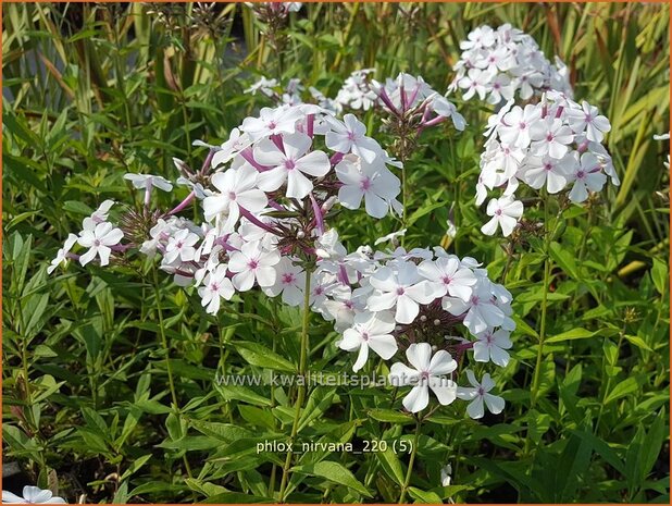 Phlox 'Nirvana' | Hoge vlambloem, Vlambloem, Flox, Floks | Hohe Flammenblume