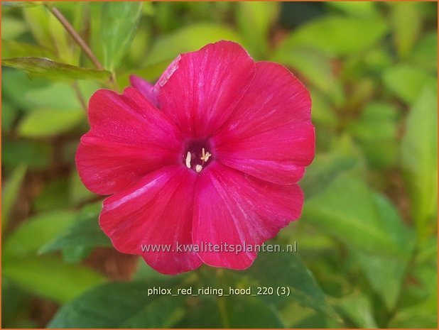 Phlox 'Red Riding Hood' | Hoge vlambloem, Vlambloem, Flox, Floks | Hohe Flammenblume