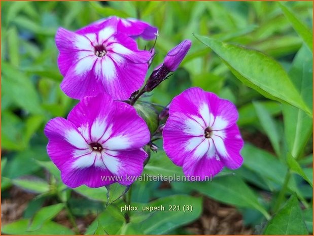 Phlox &#x0027;Laura&#x0027; | Hoge vlambloem, Vlambloem, Flox, Floks | Hohe Flammenblume