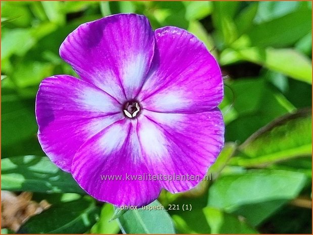 Phlox &#x0027;Laura&#x0027; | Hoge vlambloem, Vlambloem, Flox, Floks | Hohe Flammenblume