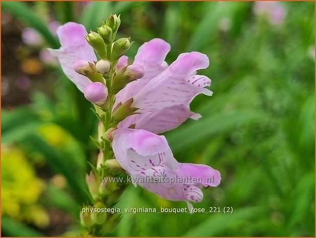 Physostegia virginiana &#39;Bouquet Rose&#39; | Scharnierbloem | Gelenkblume